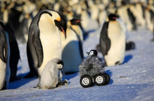 企鵝偽裝攝像機