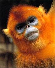 稀有動物—金絲猴