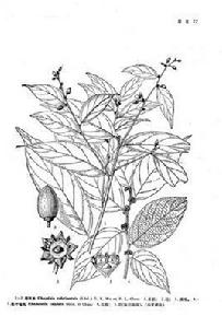 尾葉貓乳 尾葉貓乳