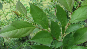 紅脈釣樟 紅脈釣樟