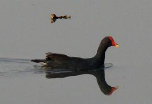 黑水雞南亞亞種