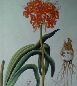 根希百合 根希百合