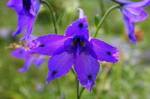 五果翠雀花 五果翠雀花