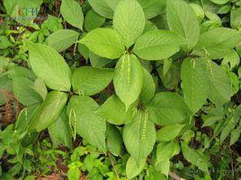 金粟蘭屬 金粟蘭屬