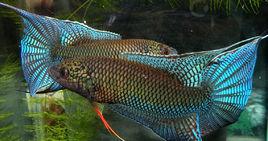 壯家黑叉 壯家黑叉