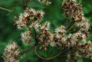 異葉澤蘭 異葉澤蘭