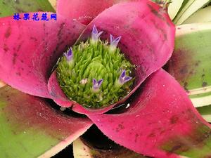 王中王鳳梨 王中王鳳梨