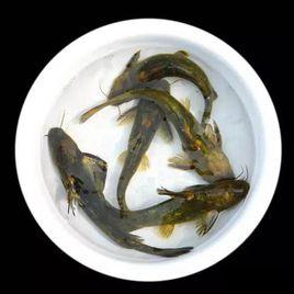 新津黃辣丁 新津黃辣丁