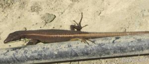 峨嵋地蜥 峨嵋地蜥