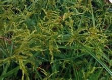 亞大苔草 亞大苔草