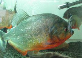 食人魚[南美洲食肉淡水魚]