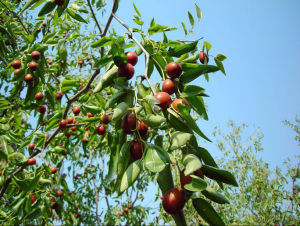 王志剛[河北玉田]