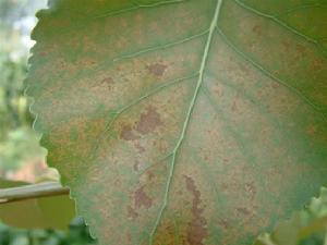 楊褐斑病 楊褐斑病