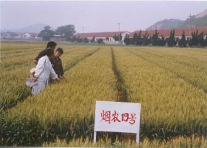 菸農19號 菸農19號