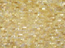 黃碟貝 | The mother of pearl? |