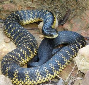 東部虎蛇 東部虎蛇