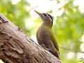 鱗腹啄木鳥 鱗腹啄木鳥