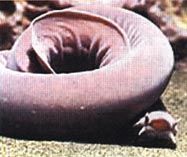 八目鰻魚生活在沒有什麼光線的海底