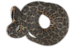 長江短尾蝮 長江短尾蝮