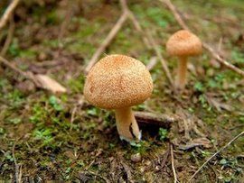 野蘑菇[中藥]