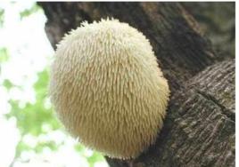 鬍鬚齒菇 鬍鬚齒菇