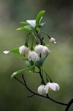 大蕊野茉莉 大蕊野茉莉