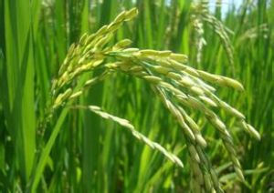 寧春51號 寧春51號