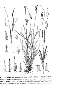 中國植物志原版墨線圖