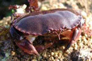 普通黃道蟹 普通黃道蟹