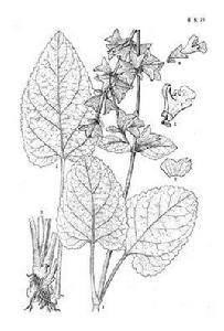 異色鼠尾草 異色鼠尾草