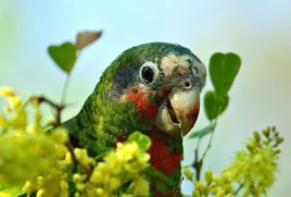 開曼鸚鵡 開曼鸚鵡