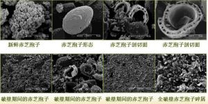 中山大學學者靈芝活性研究