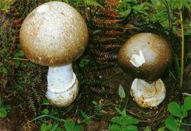 鵝膏菌屬 鵝膏菌屬