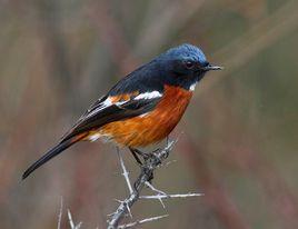 白喉紅尾鴝 白喉紅尾鴝