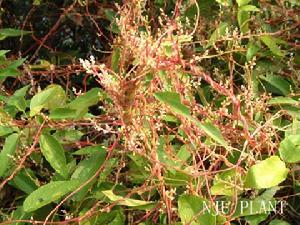 日本菟絲子寄生