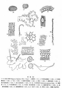 日本樹角苔 日本樹角苔