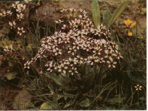 黑虎耳草[黑虎耳草]