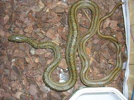 雙斑錦蛇 雙斑錦蛇