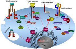 蛋白酪氨酸磷酸酶 蛋白酪氨酸磷酸酶