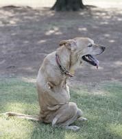 “信念”中士 “信念”中士