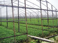 馬蘭頭大棚種植