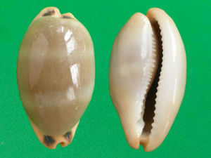 大四眼寶螺 大四眼寶螺