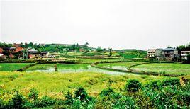 新房村[雲南會澤縣雨碌鄉下轄村]