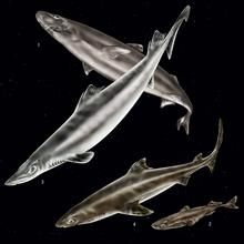 奇鱗刺鯊 奇鱗刺鯊