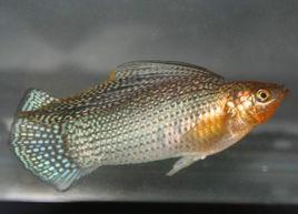 高鰭瑪麗 高鰭瑪麗