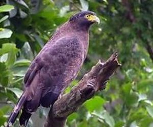 安達曼群島蛇雕 安達曼群島蛇雕