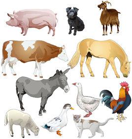 家禽[人工豢養的鳥類動物]