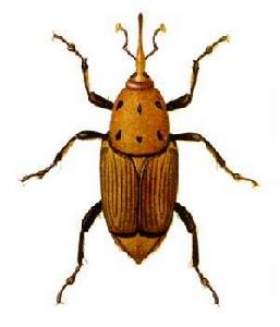 紅棕象甲蟲