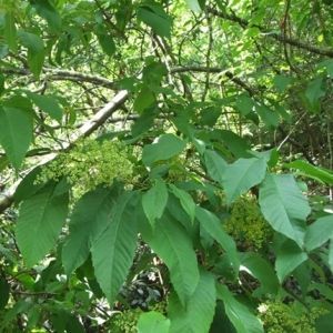 疏枝泡花樹 疏枝泡花樹