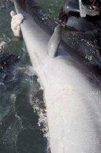 返古海豚 返古海豚